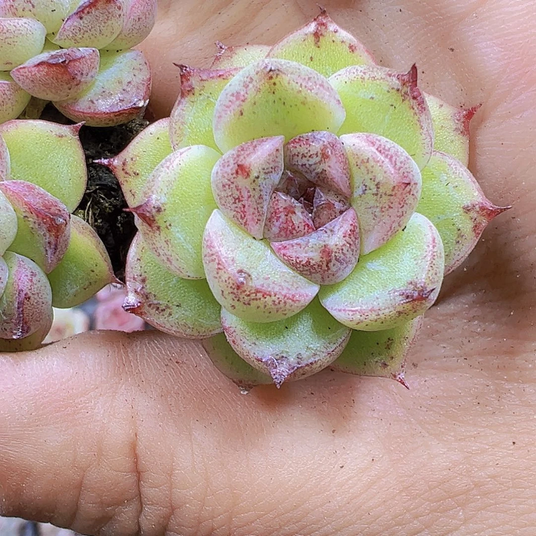 赤水晶5个19包邮多肉植物