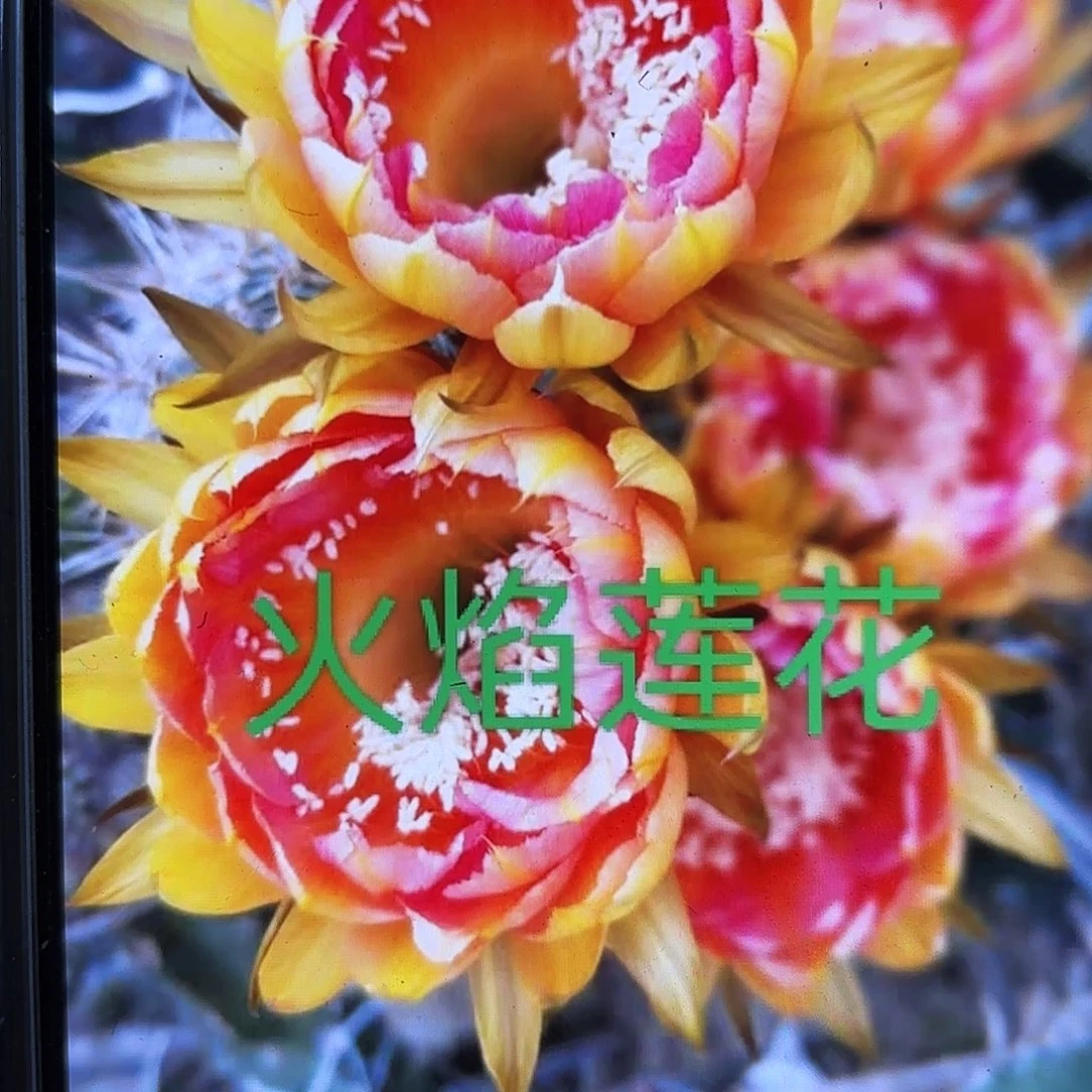 火焰莲花彩侧牙20包邮仙人球33