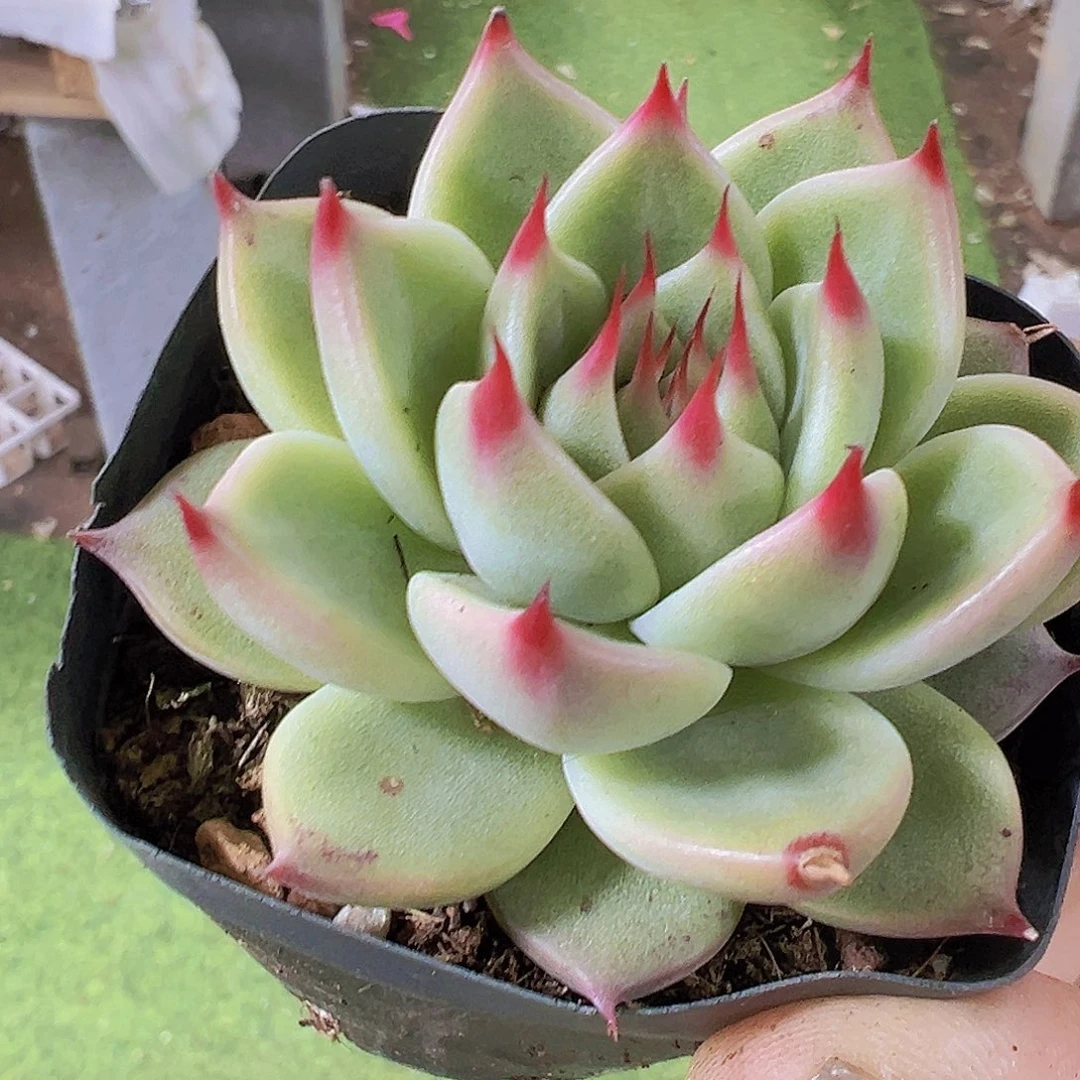 托斯卡19包邮多肉植物