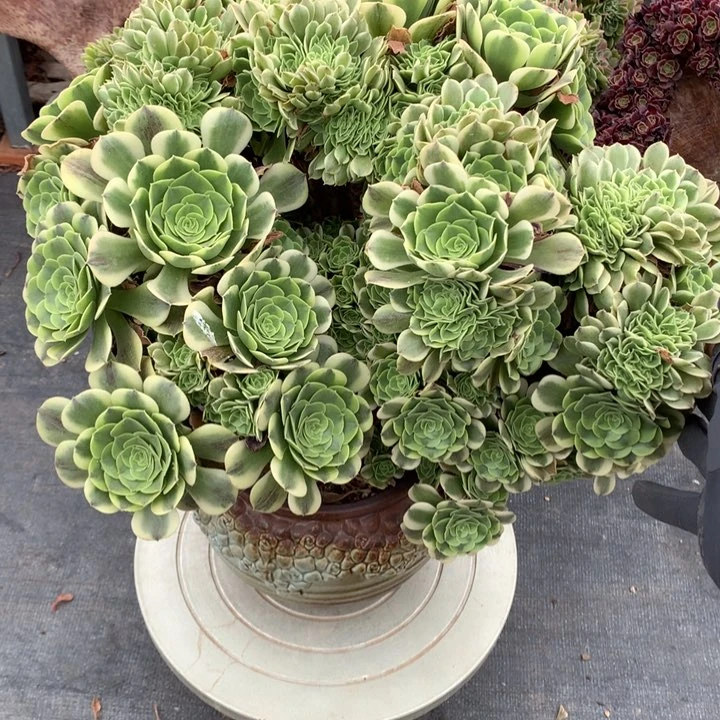 绿豆沙朵朵脱土不带盆