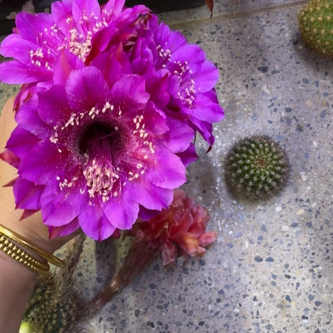 219彩草紫霞歪无根侧牙4公分左右，20包邮