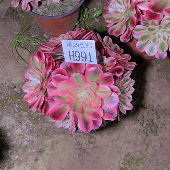 991粉女巫多肉植物