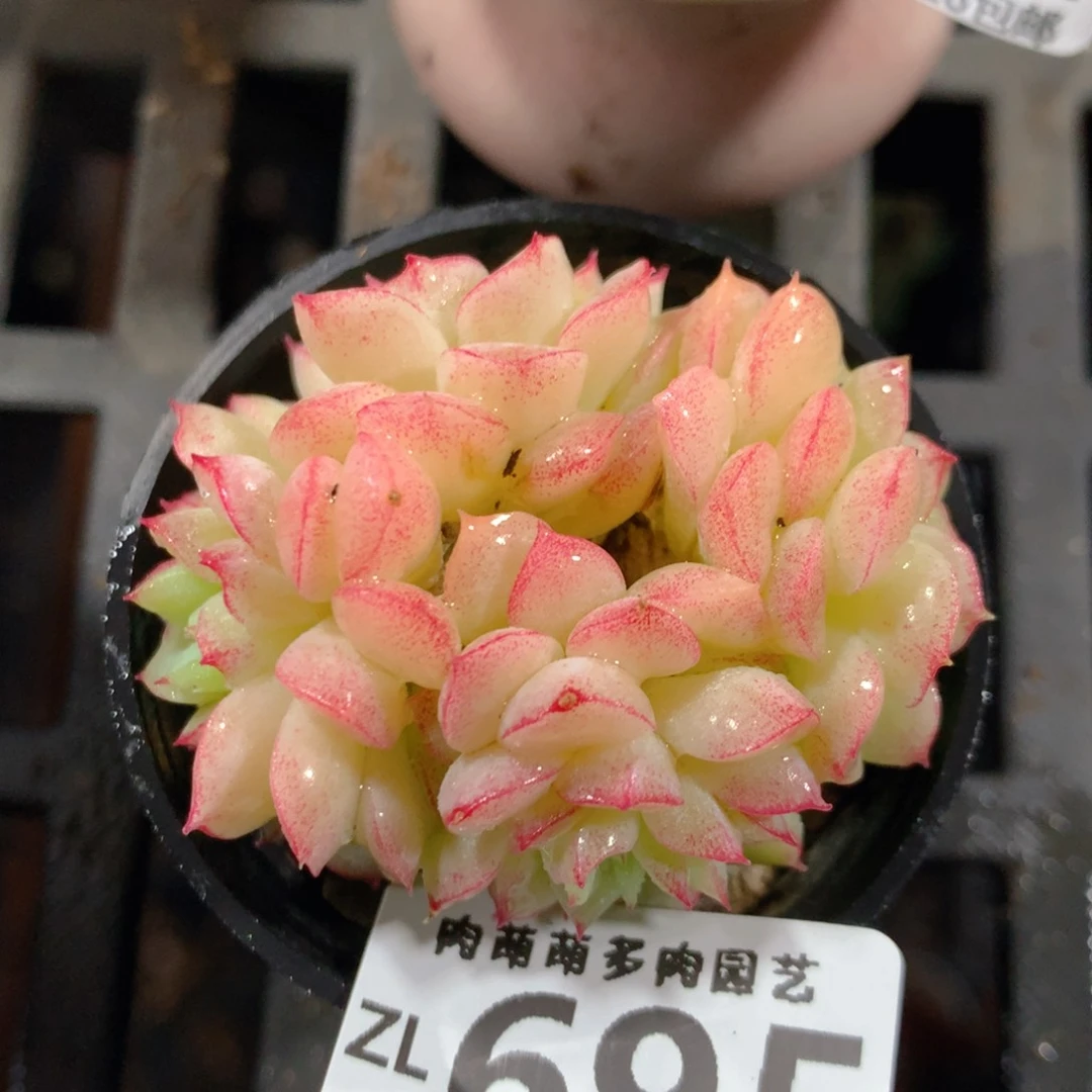 5CM拇指盆精控多肉ZL695