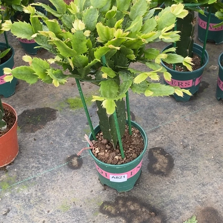 无花朵雪***康821荷花妹妹