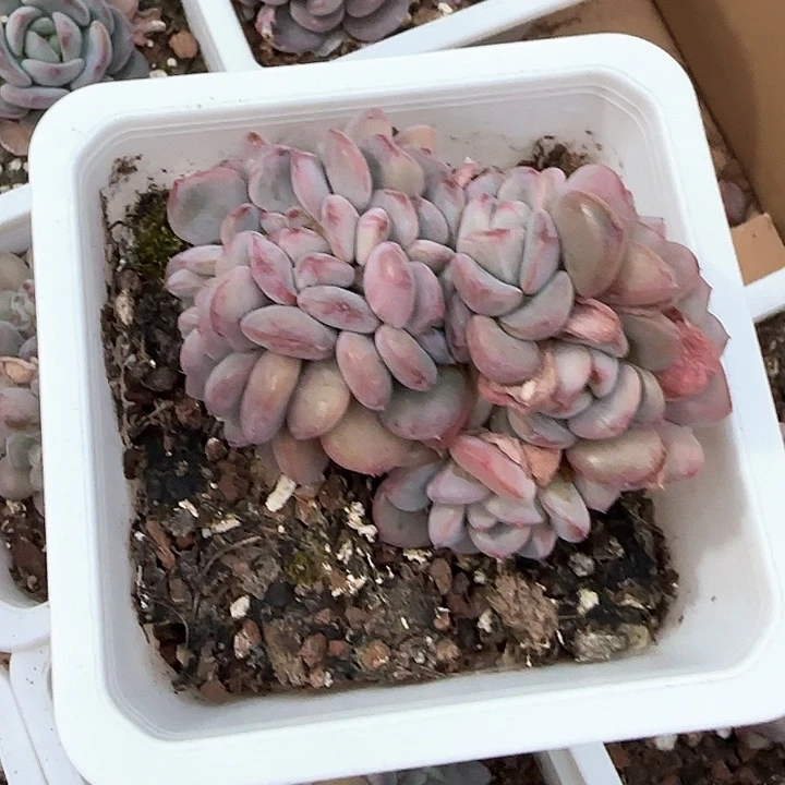 桥**娘青蛙王子儿童111