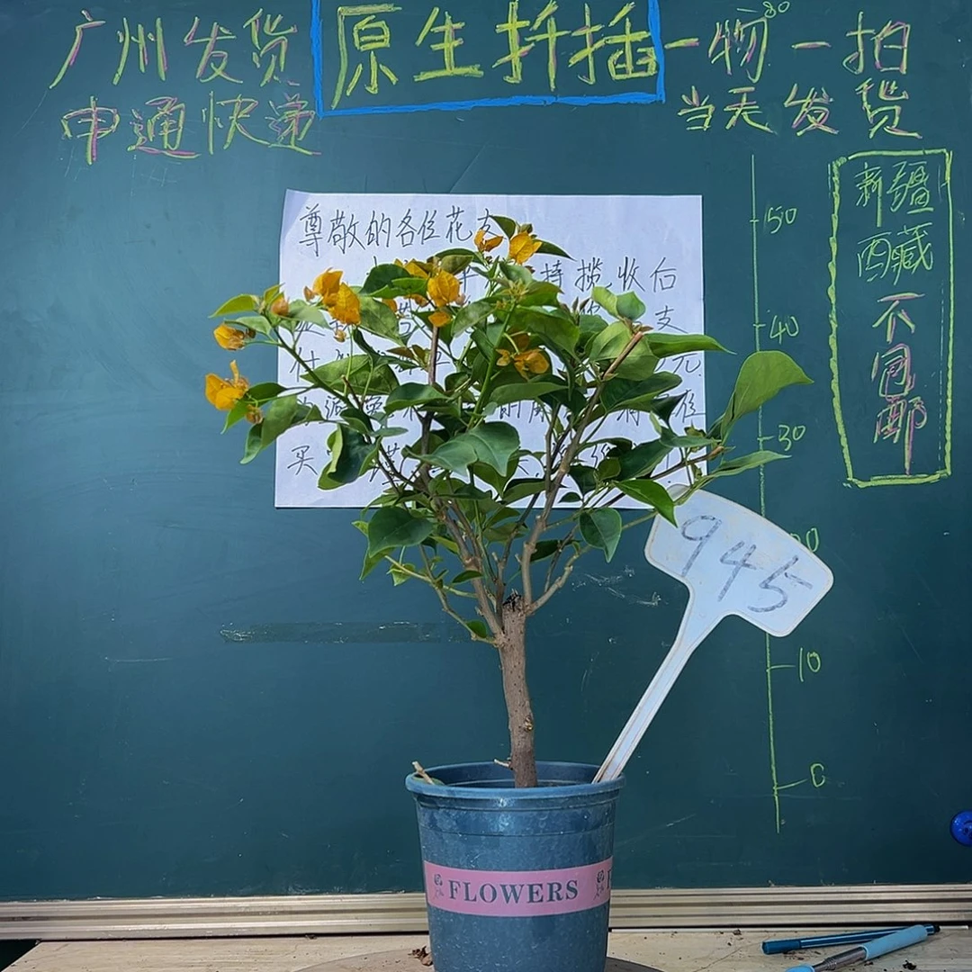 当前无花栽培后可以开花柠檬黄 粗杆 945