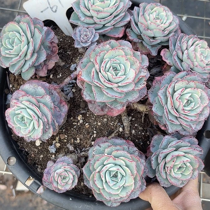 两单包邮，一物一拍奶油黄桃