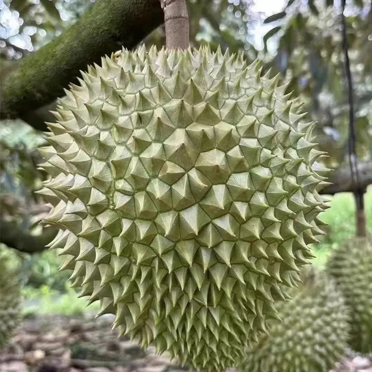 越南干尧新鲜榴莲核大0.5-10斤干尧越南