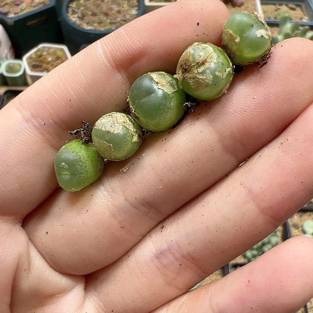 【闪购商品】81 拉登