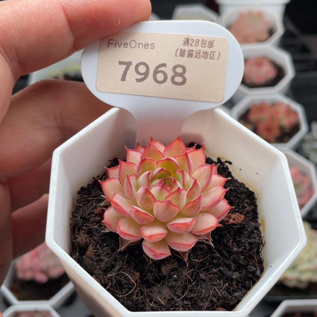 梦幻玫瑰7968-4厘米