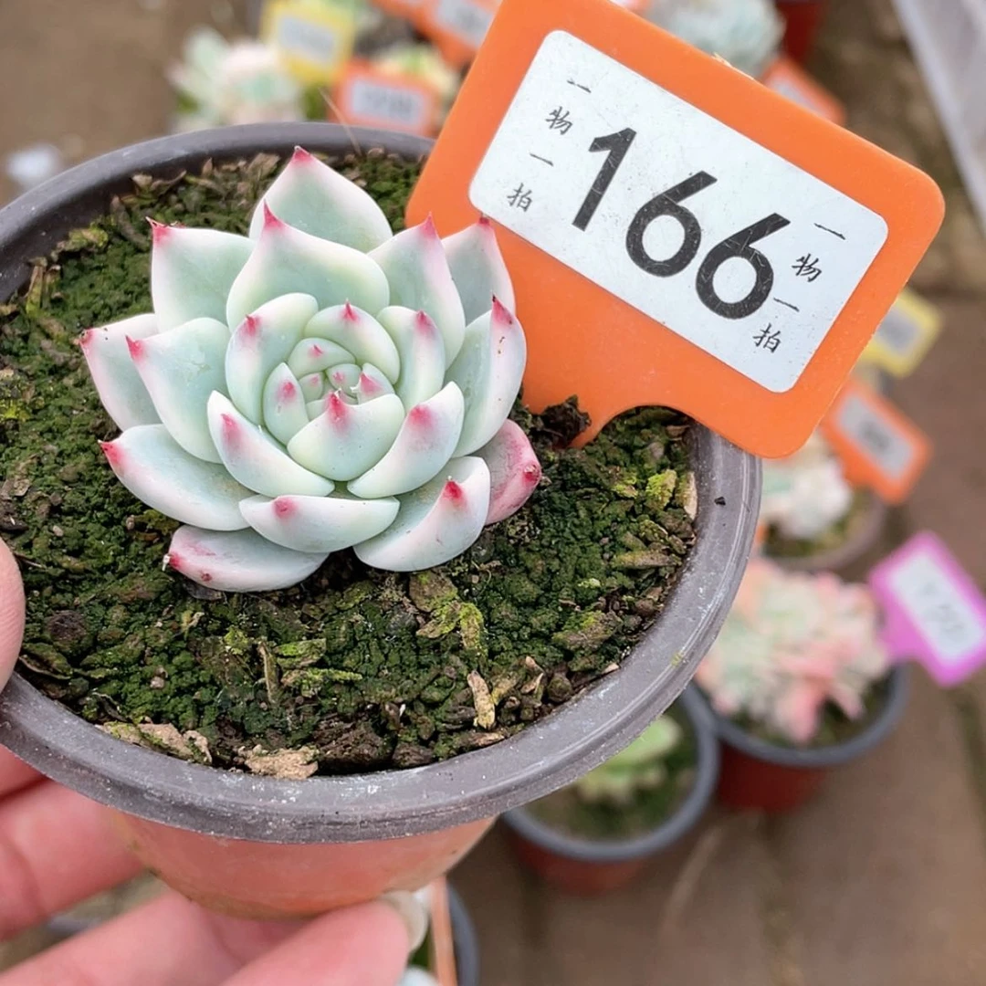 【闪购商品】166号