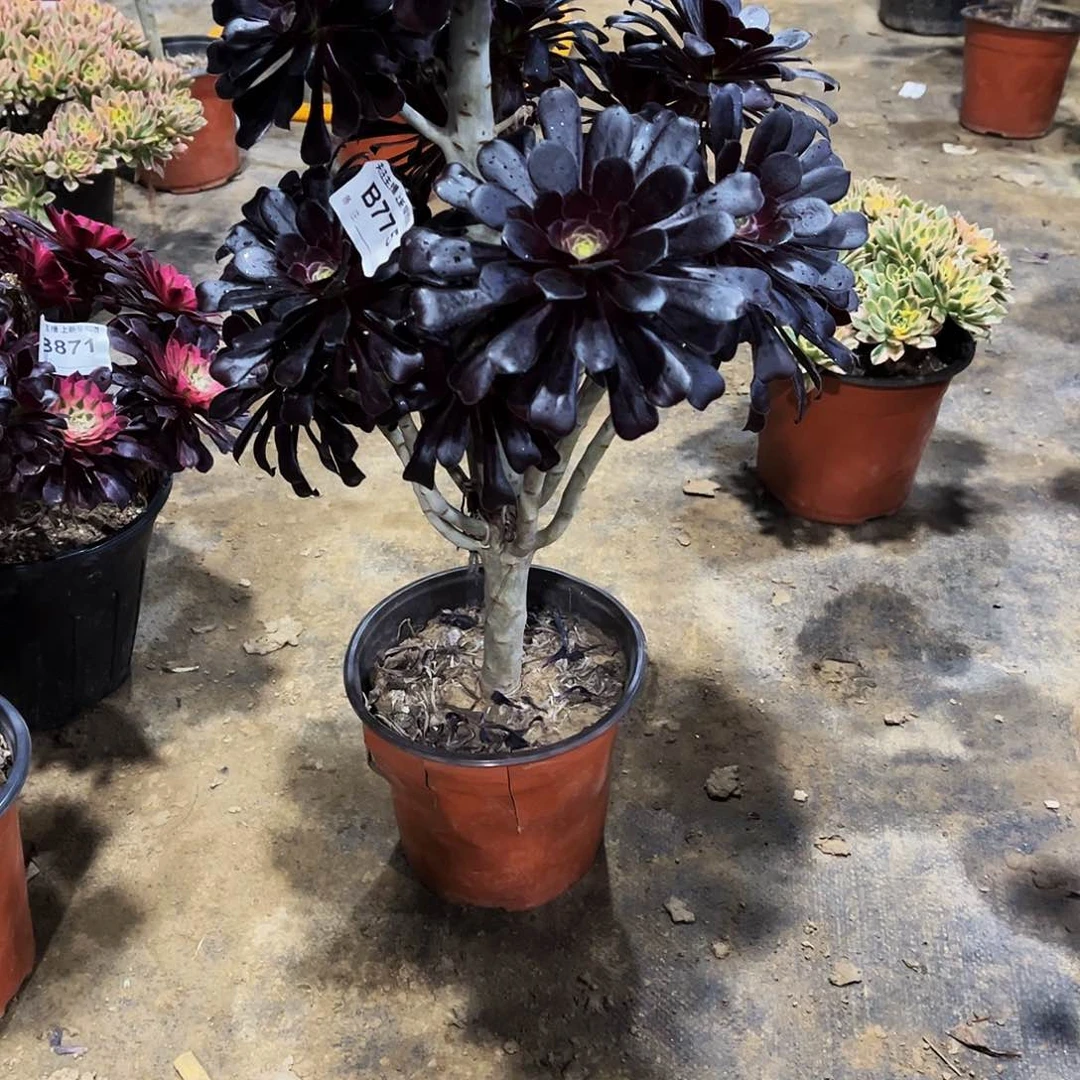 多肉775墨法师多肉