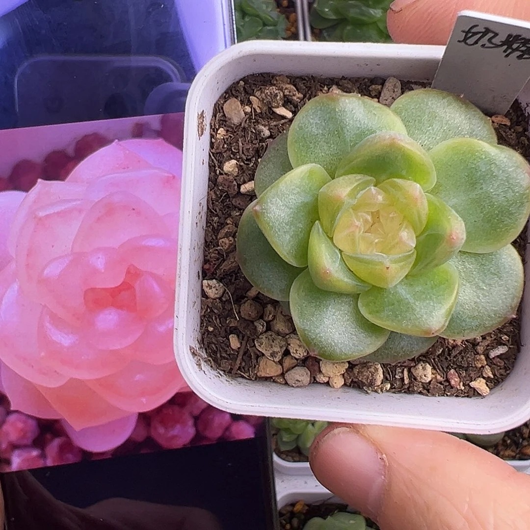 奶糖母本。