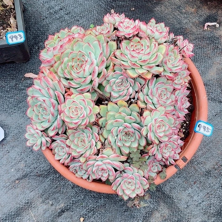 945荷花 一物一拍多肉