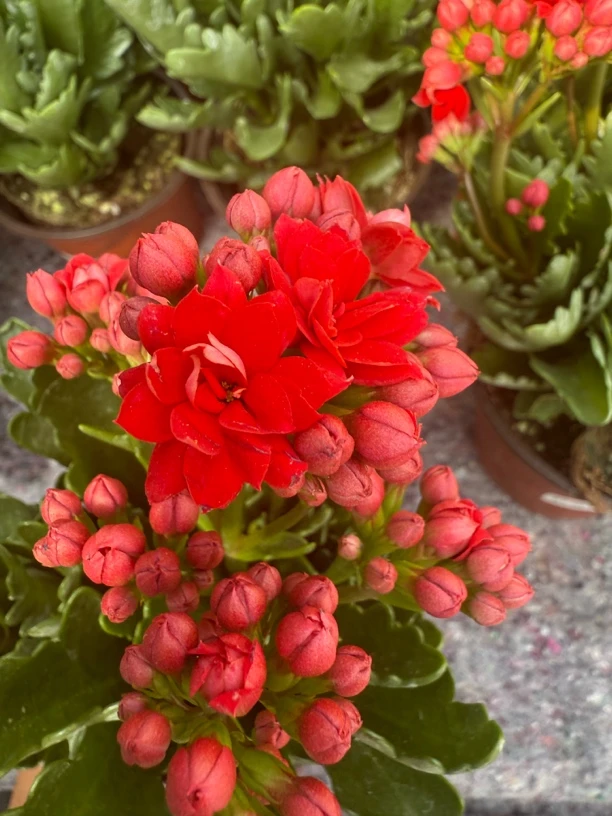 红宝石 长寿花 120盆 开花发货 介意勿拍 -【花财花卉】