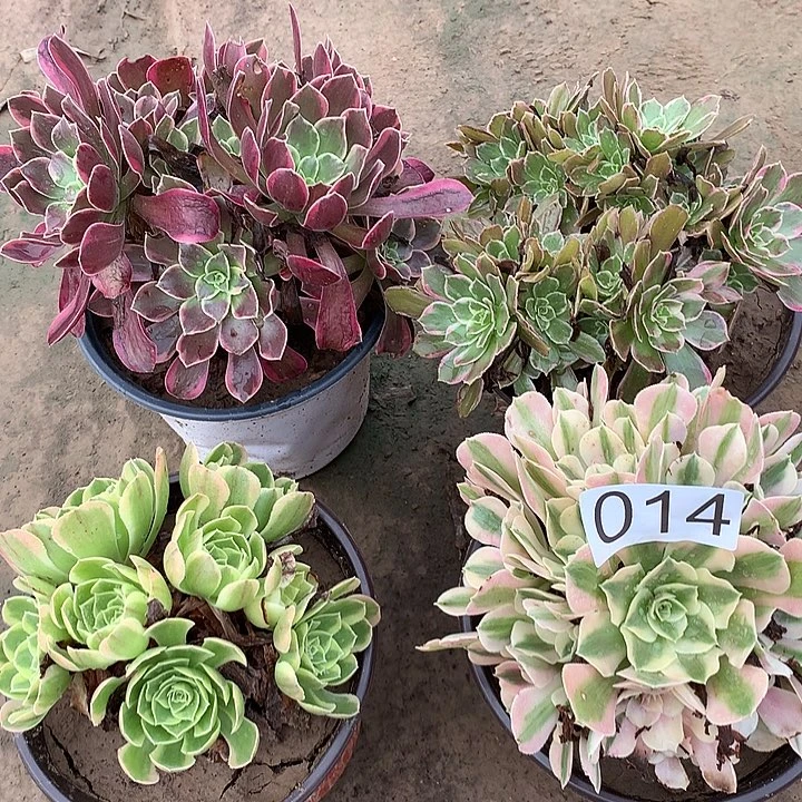 无花朵014四颗多肉植物组合