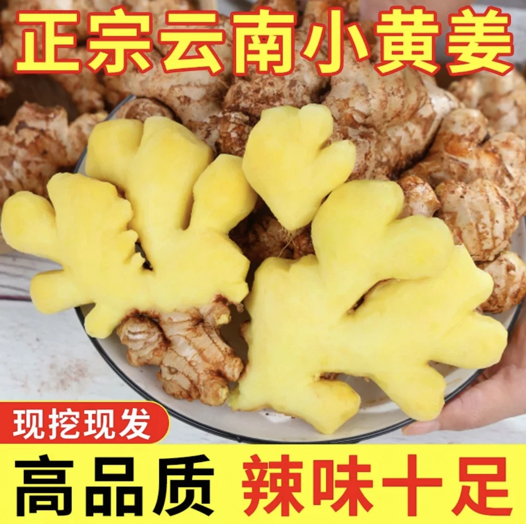 云南小黄姜现挖老姜自己家种植新鲜净重生姜鲜姜美味调味产地直发