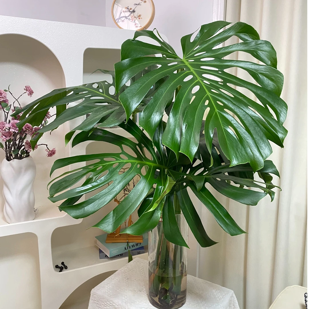 水培龟背竹60-80公分开背好养活室内客厅办公室净化空气大气绿植