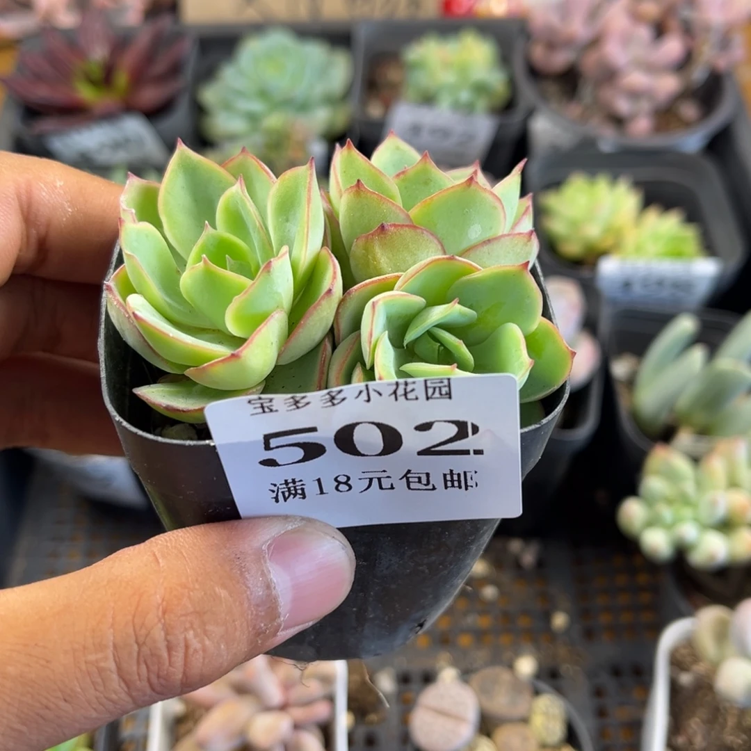 牡丹亭群一物一拍满18元包邮满26送一颗