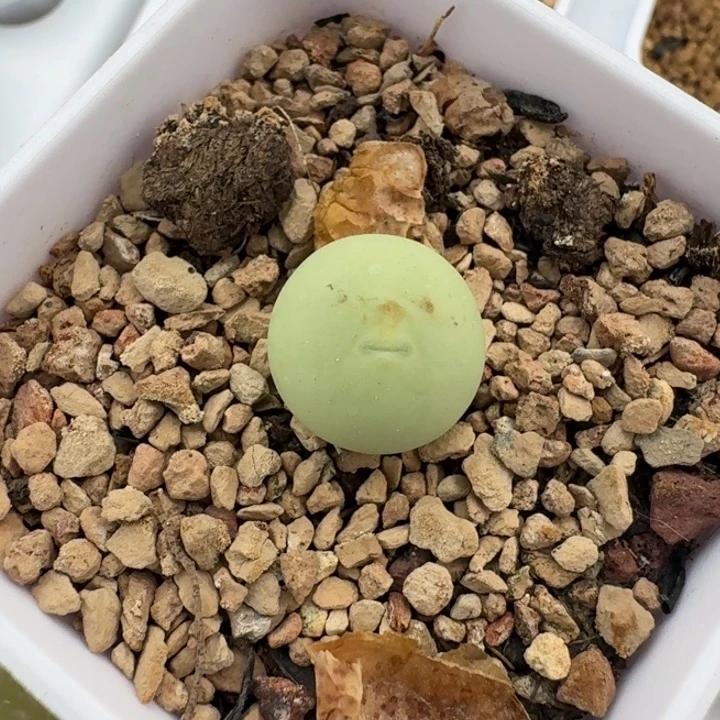 393带盆发货80888