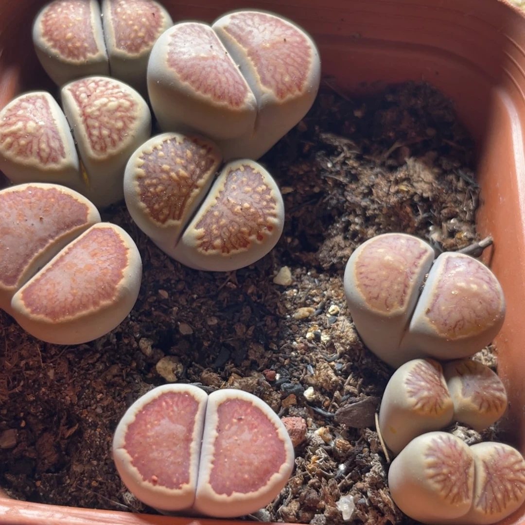 今晚大盆特价更新～23