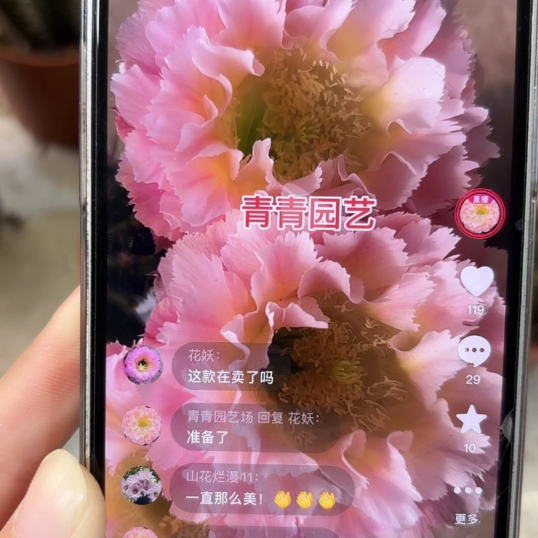 彩草颜如玉6.5公分有瑕