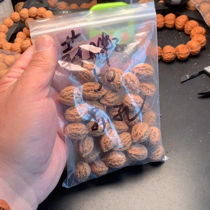 文玩核桃吊坠蒜*子野生精品小蓝核桃散籽