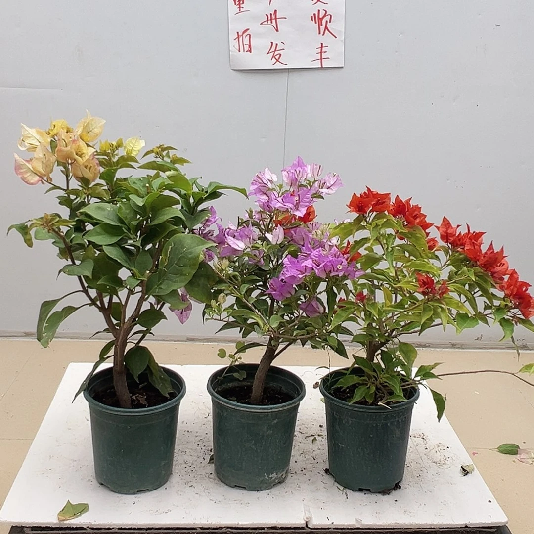 大部分花苞少量开放浅彩虹，雪紫，红桑巴组合