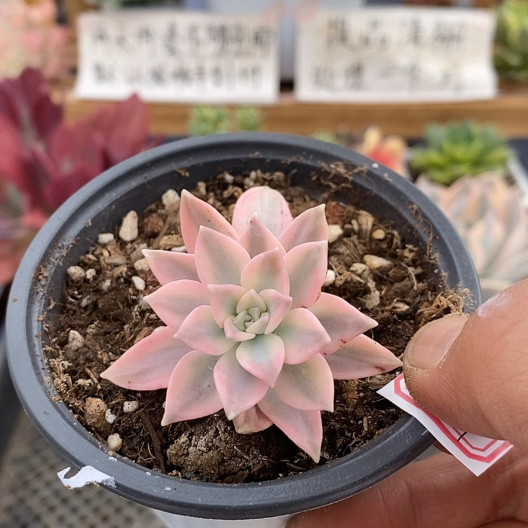 25149 阿伦培覆轮锦