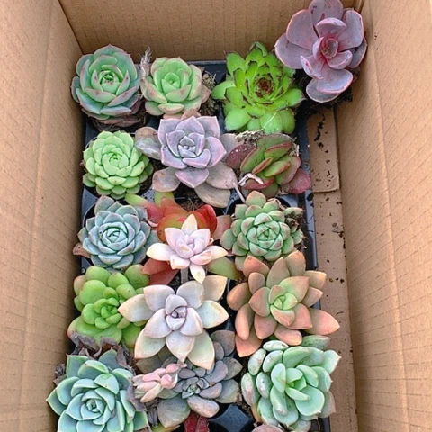 【闪购商品】524号多肉组合