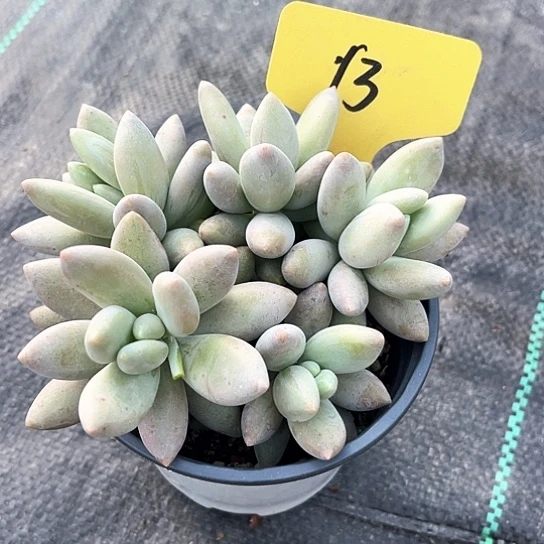 白兰地13号码牌子的话