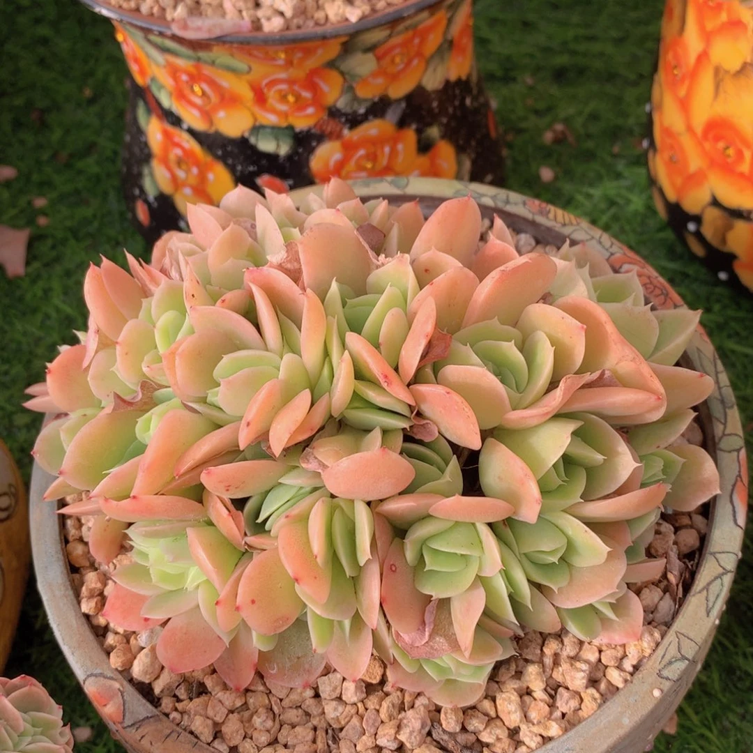 星纳塔13 公分一物一拍