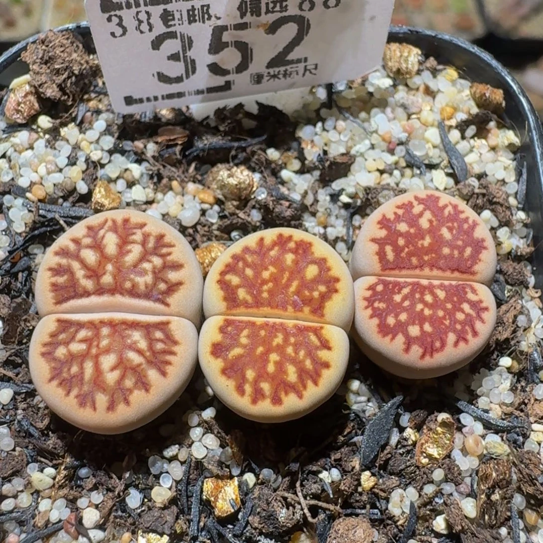 Ssss精品生石花352