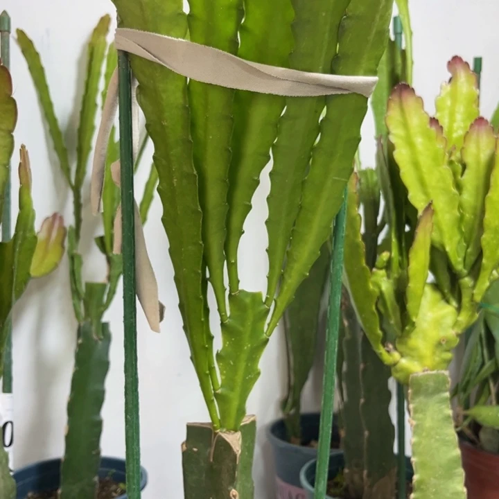 当前无花栽培后可以开花359