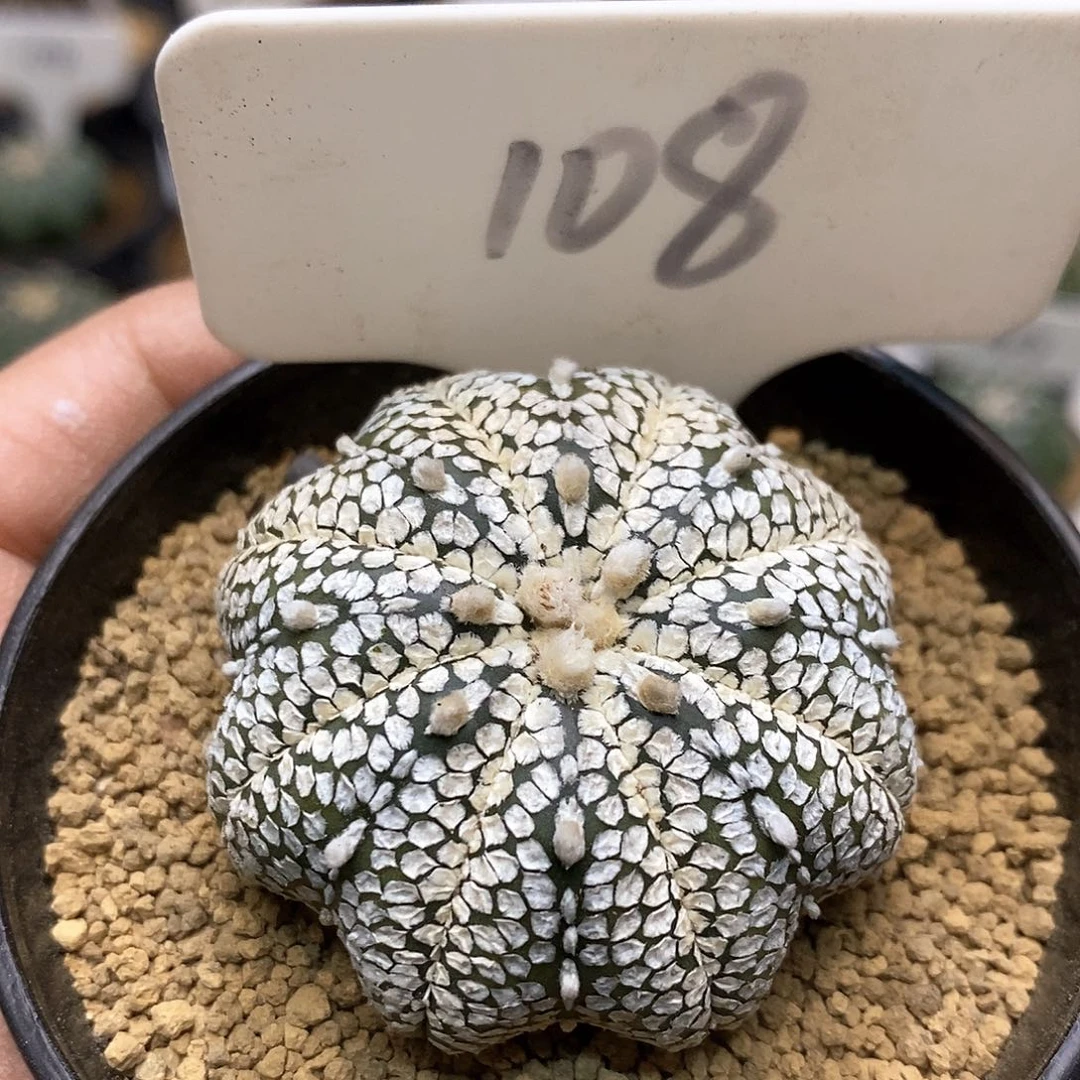 奇迹海星福利特价来了福利。