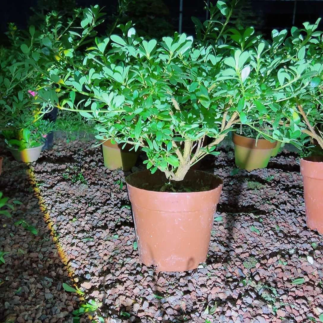 无花朵盆景皋月杜鹃若惠比须