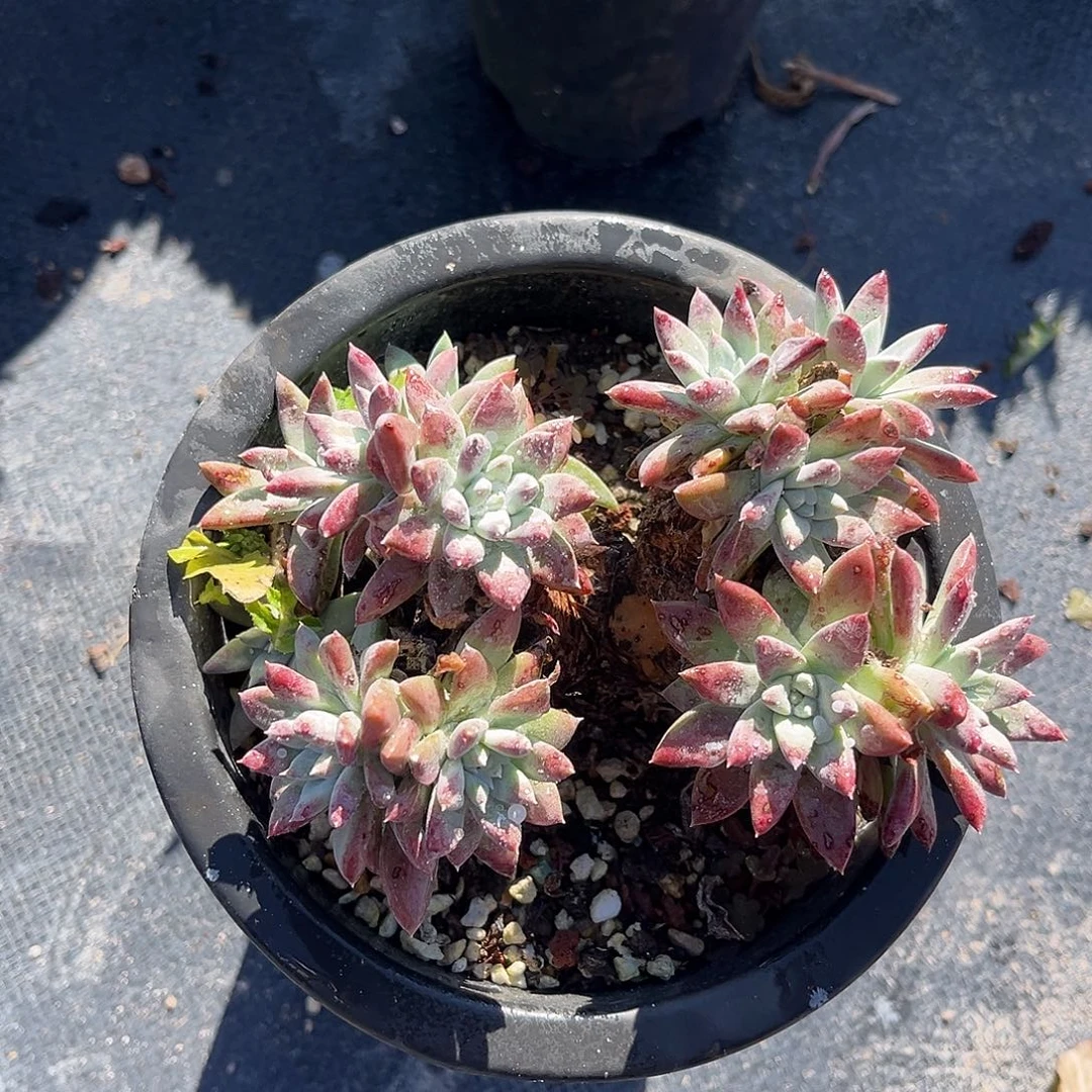 小鹿多肉一物一拍