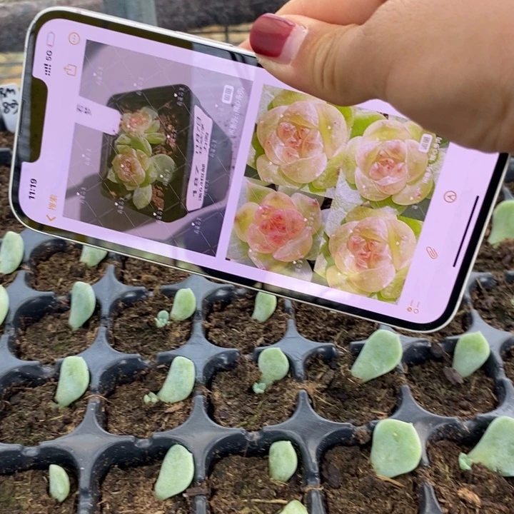 若梦803芽苗一个多肉