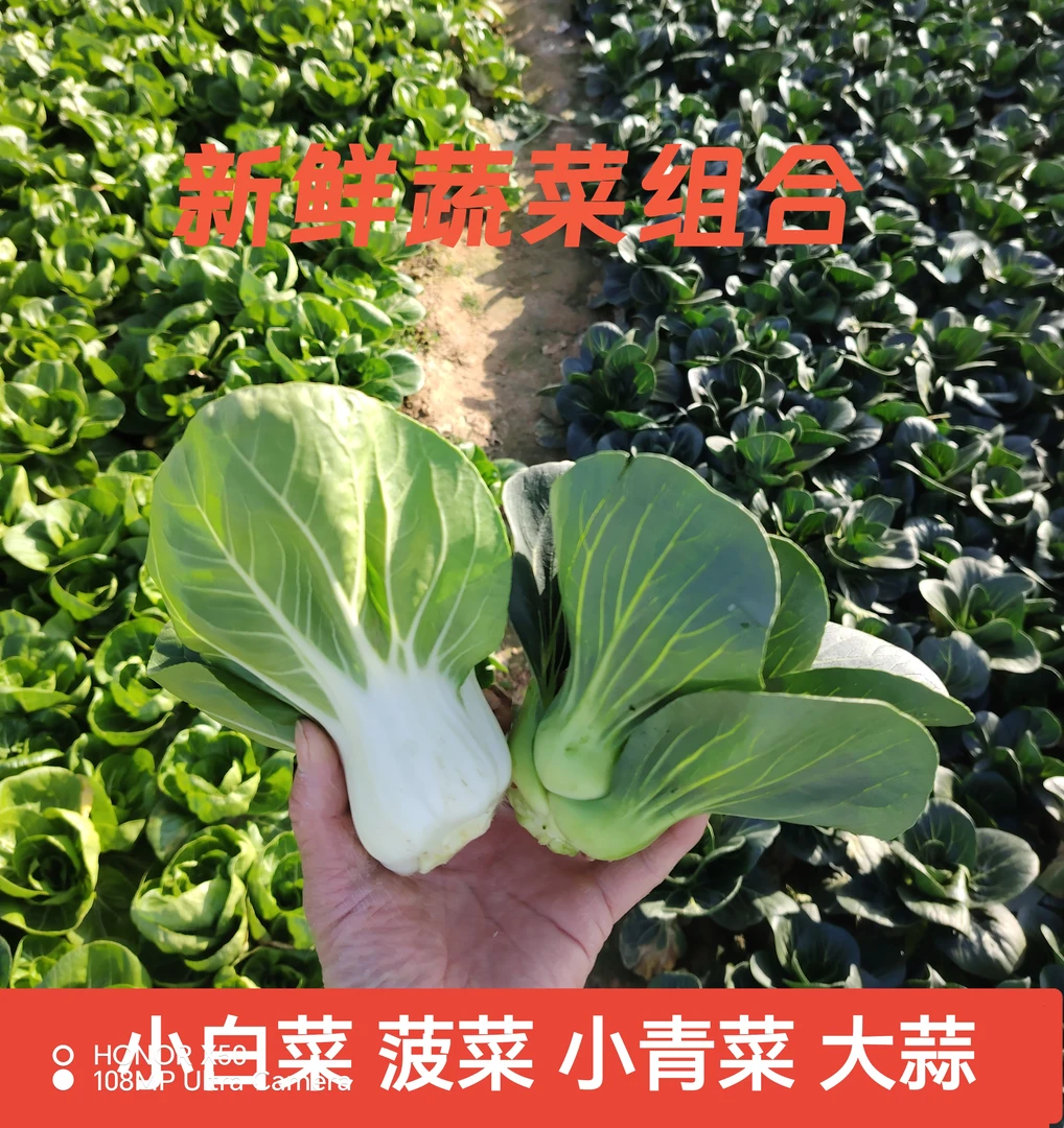 小白菜菠菜小青菜大蒜湖北农家当季蔬菜组合农家露天种植新鲜现摘