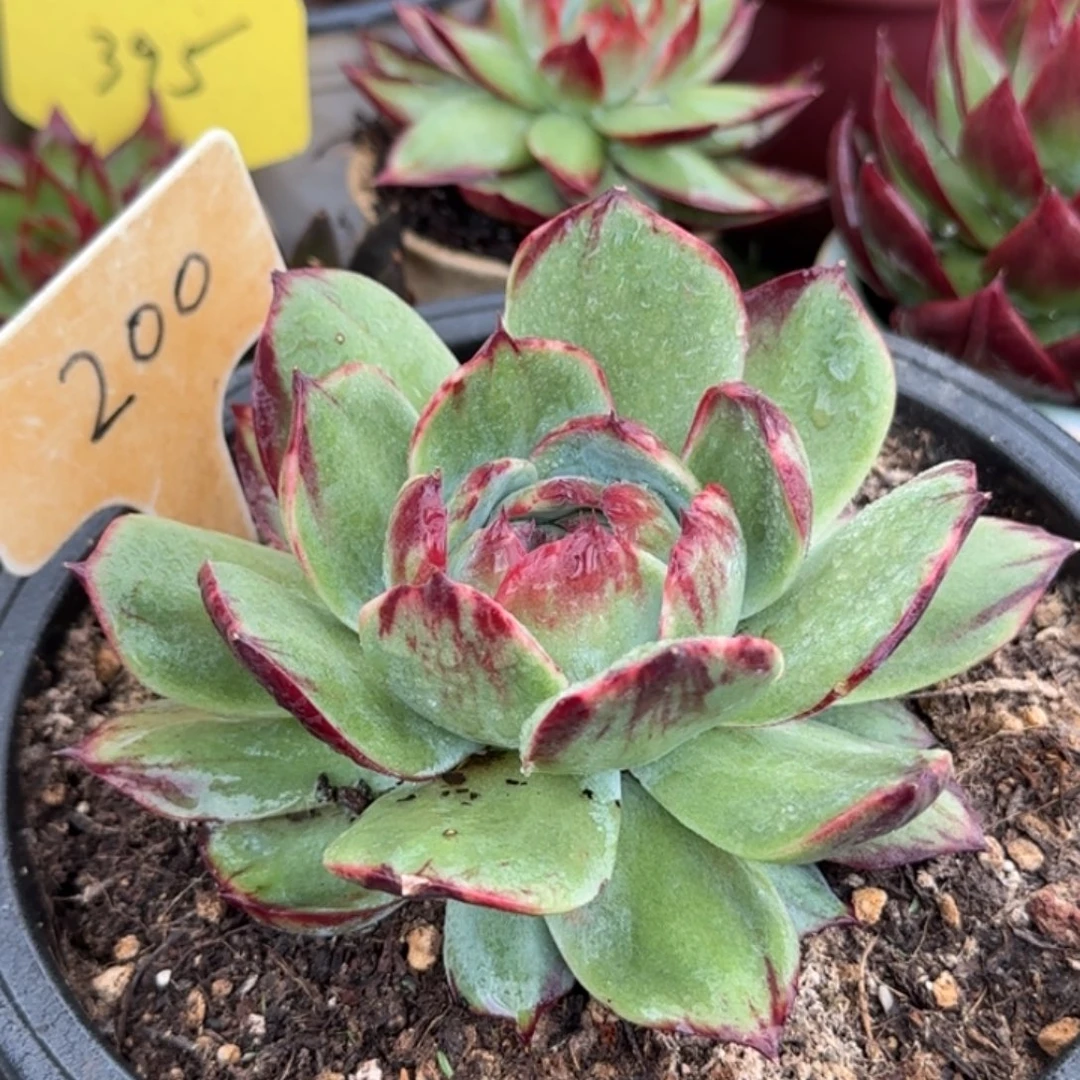 惊鸿一物一拍包装收缩花旱200