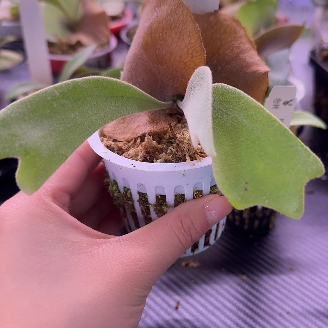 山采爪哇鹿角蕨孢子苗