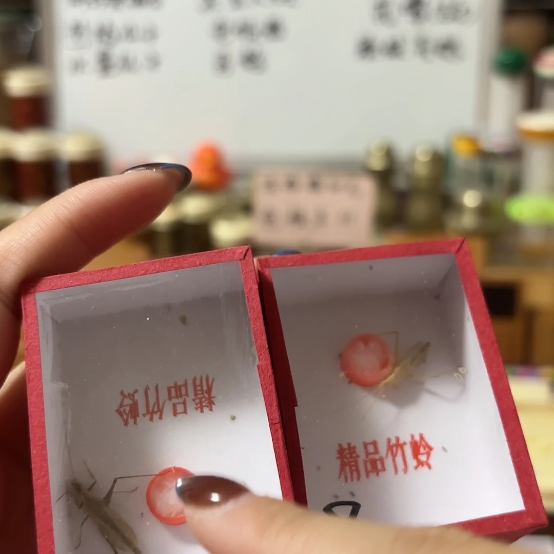 黑金断须 加柬埔寨断须一条