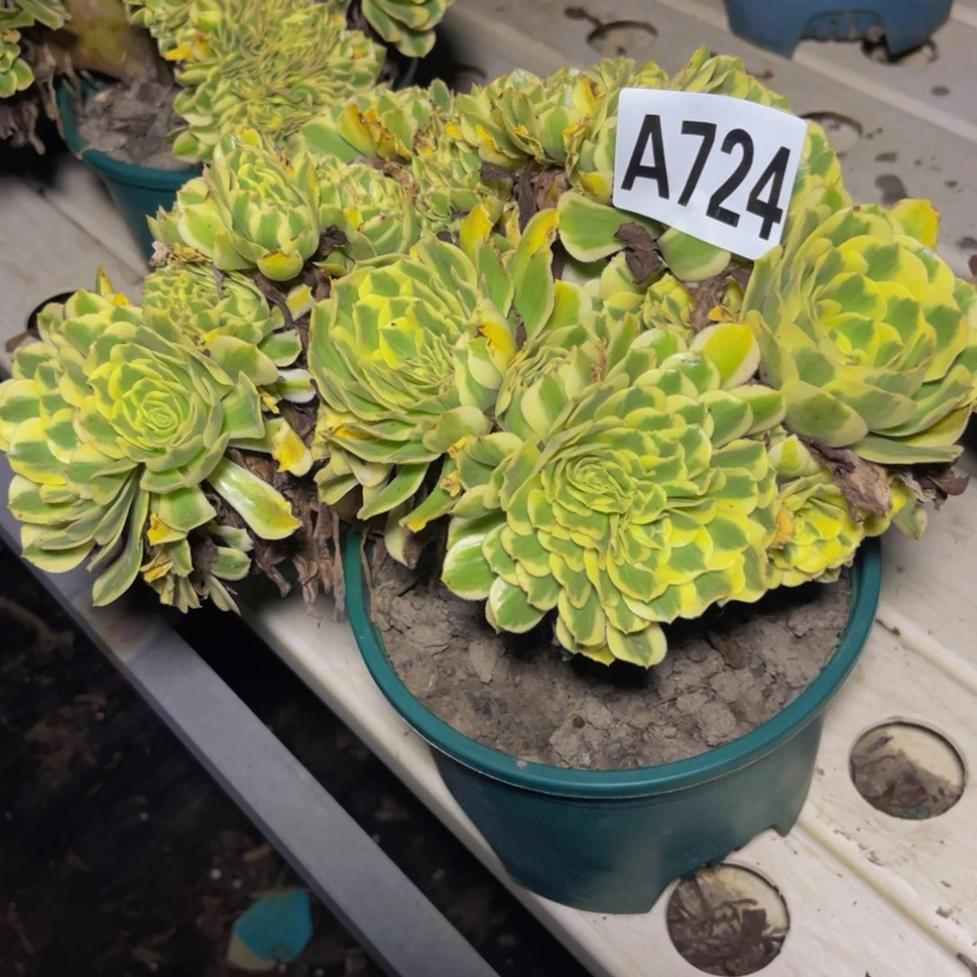 迈巴赫法师7/////36包邮