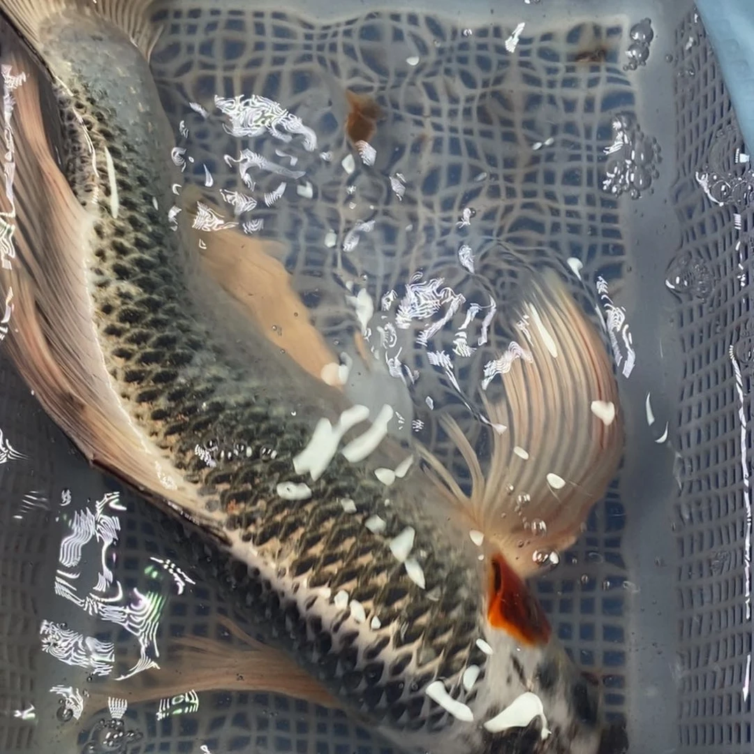 锦鲤冷水锦鲤包邮