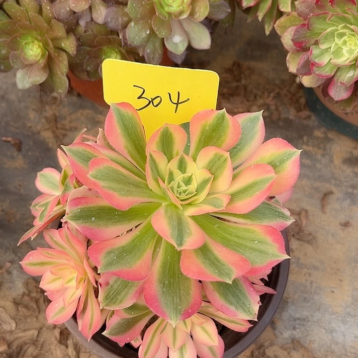 304一颗粉女巫法师多肉