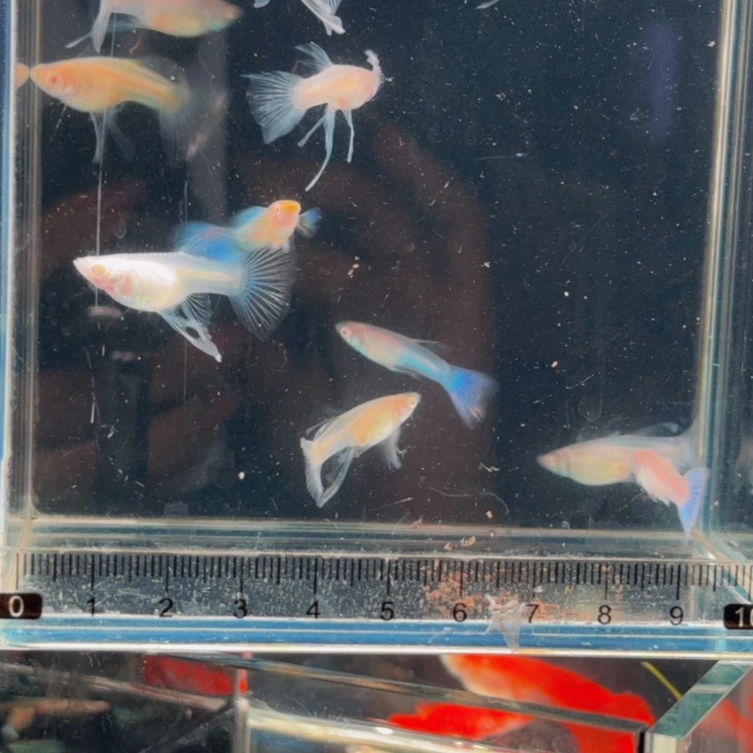 孔雀鱼蓝白绣球子代1对，新疆西藏青海海南港澳不发