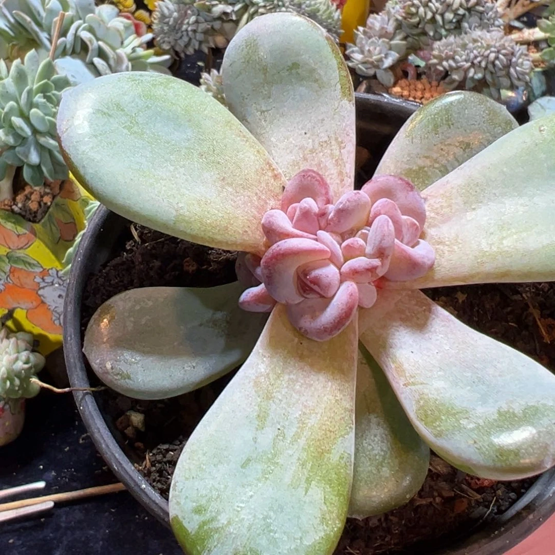 新年快乐 新年快乐 新年快乐