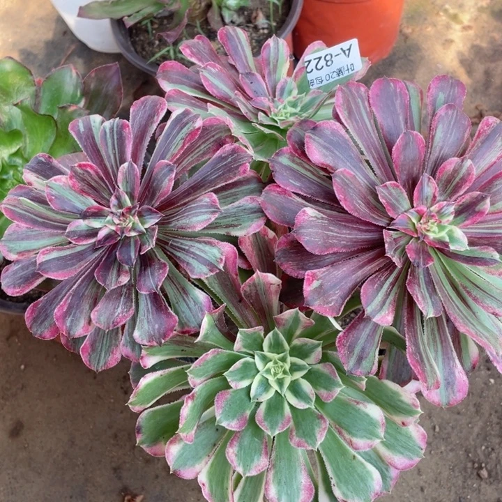 822铜花顺123446789