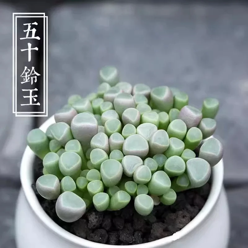 （凑满15包邮）五十铃玉开花多肉 6厘米塑料盆带盆栽好