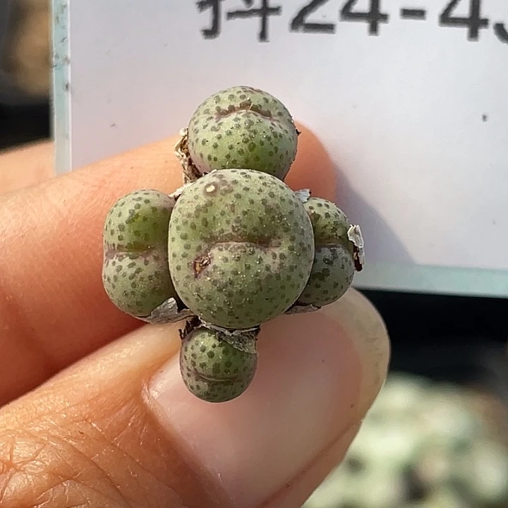 24-43金桔多肉植物